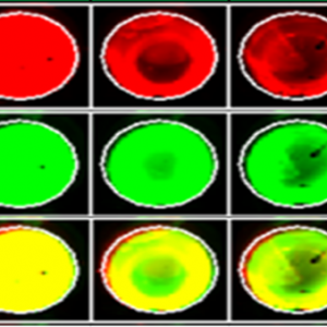pIMAGO Fluor 550 Detection on Microplate (complete kit)