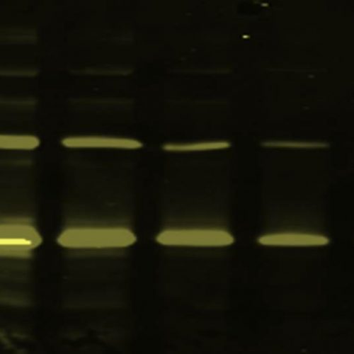 pIMAGO Fluor 550 Detection on Western Blot (complete kit)