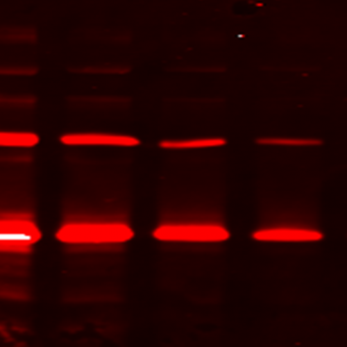 pIMAGO Fluor 680 Detection on Western Blot (complete kit)